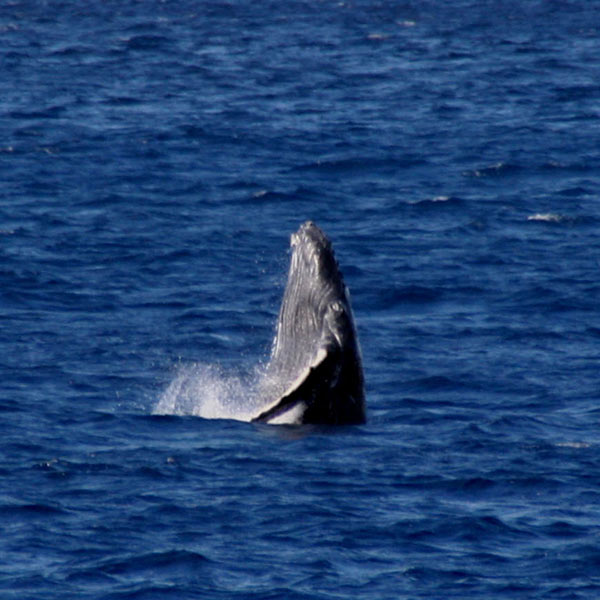 Baleine à Bosse - Guadeloupe