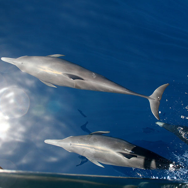 Dauphins - Guadeloupe