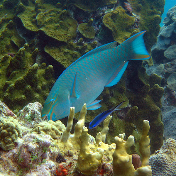 Réserve Cousteau - Guadeloupe